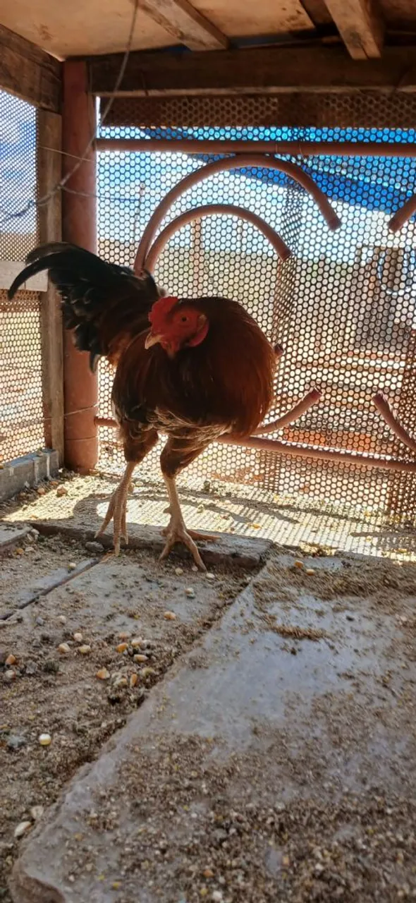Galo