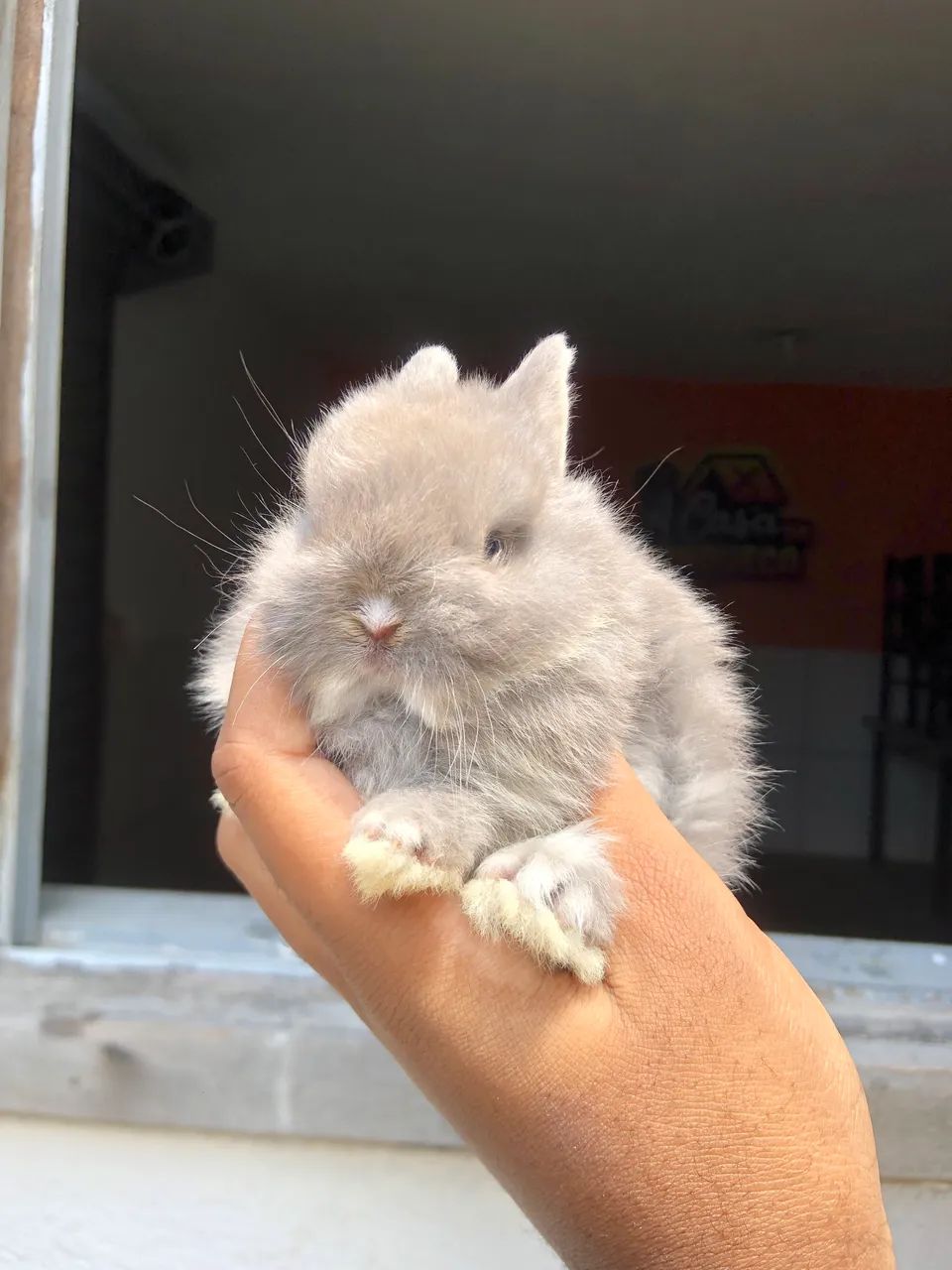 Filhote de coelho anão da raça netherland dwarf linhagem importada, macho  - Foto 2