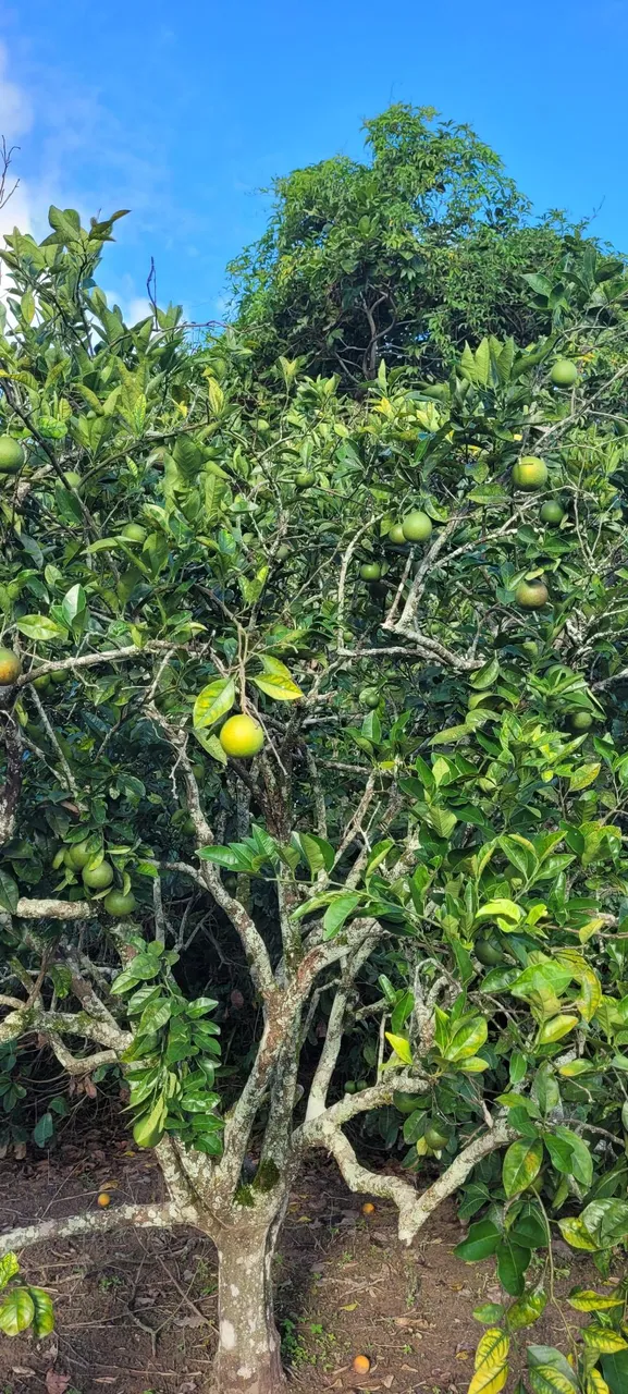 Sitio 6 tarefas laranjas em jandaira