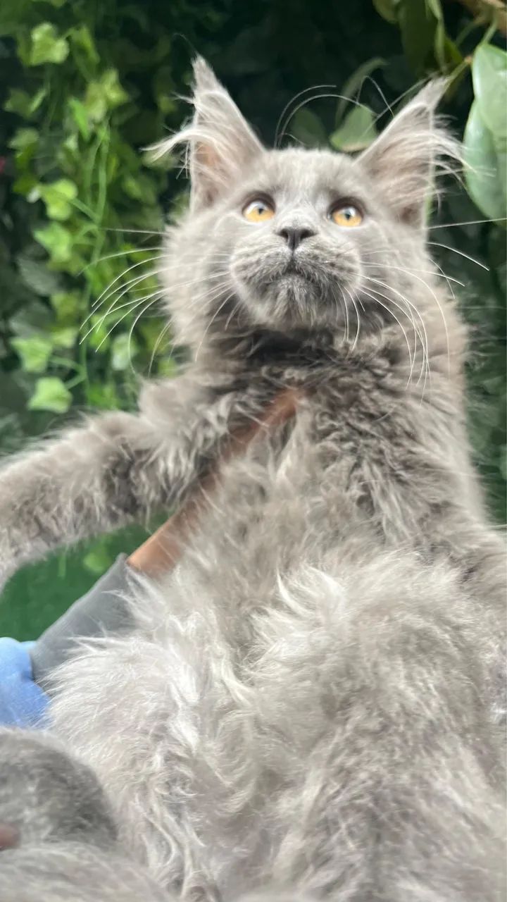 Maine Coon Blue - gato gigante - gatil legalizado  - Foto 2