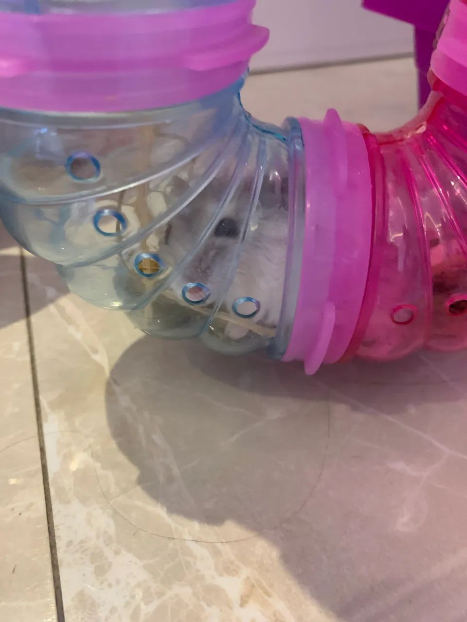 Gaiola com hamster 64750427663490120