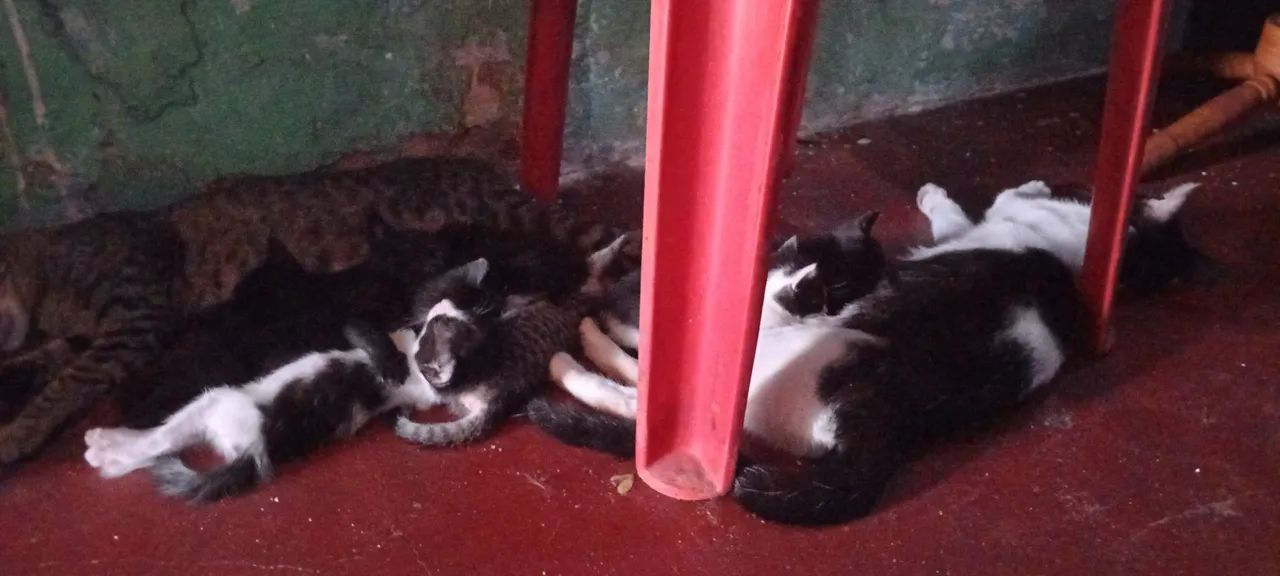 Gatinhos fofinhos para adoção - Foto 3