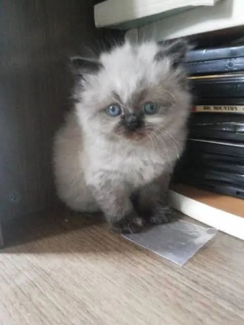 Persa Femeas Nas cores Branca ,Tricolor,Himalaia e Red  - Foto 4