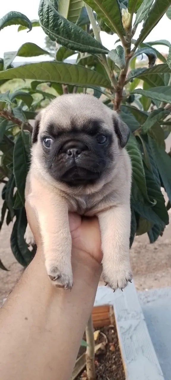 Filhote de Pug macho
