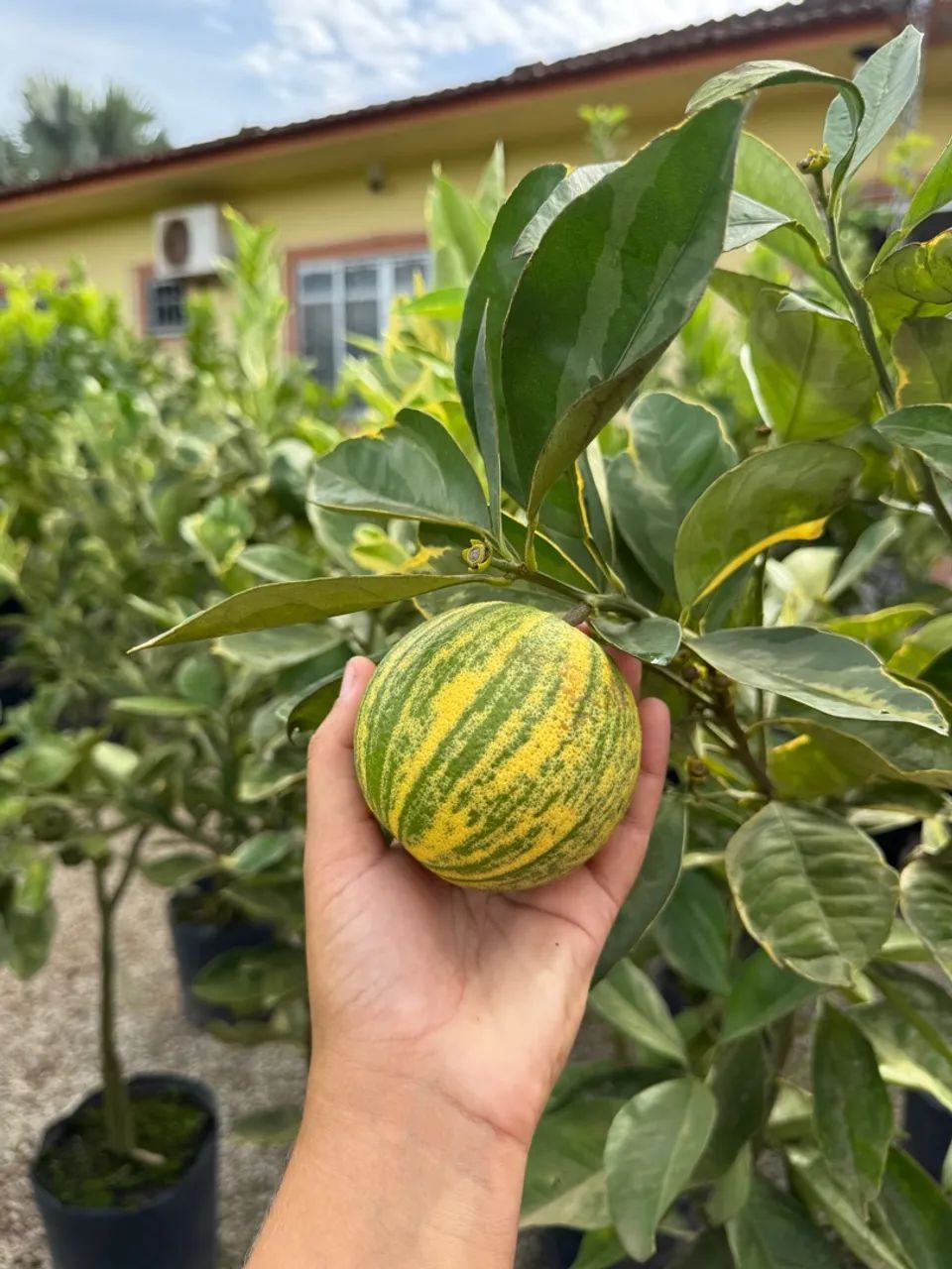 Frutíferas enxertadas - Foto 5