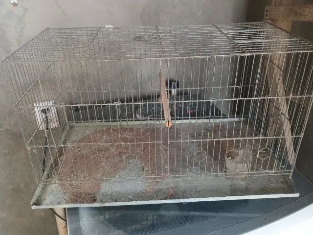 Cages 64166871023361120