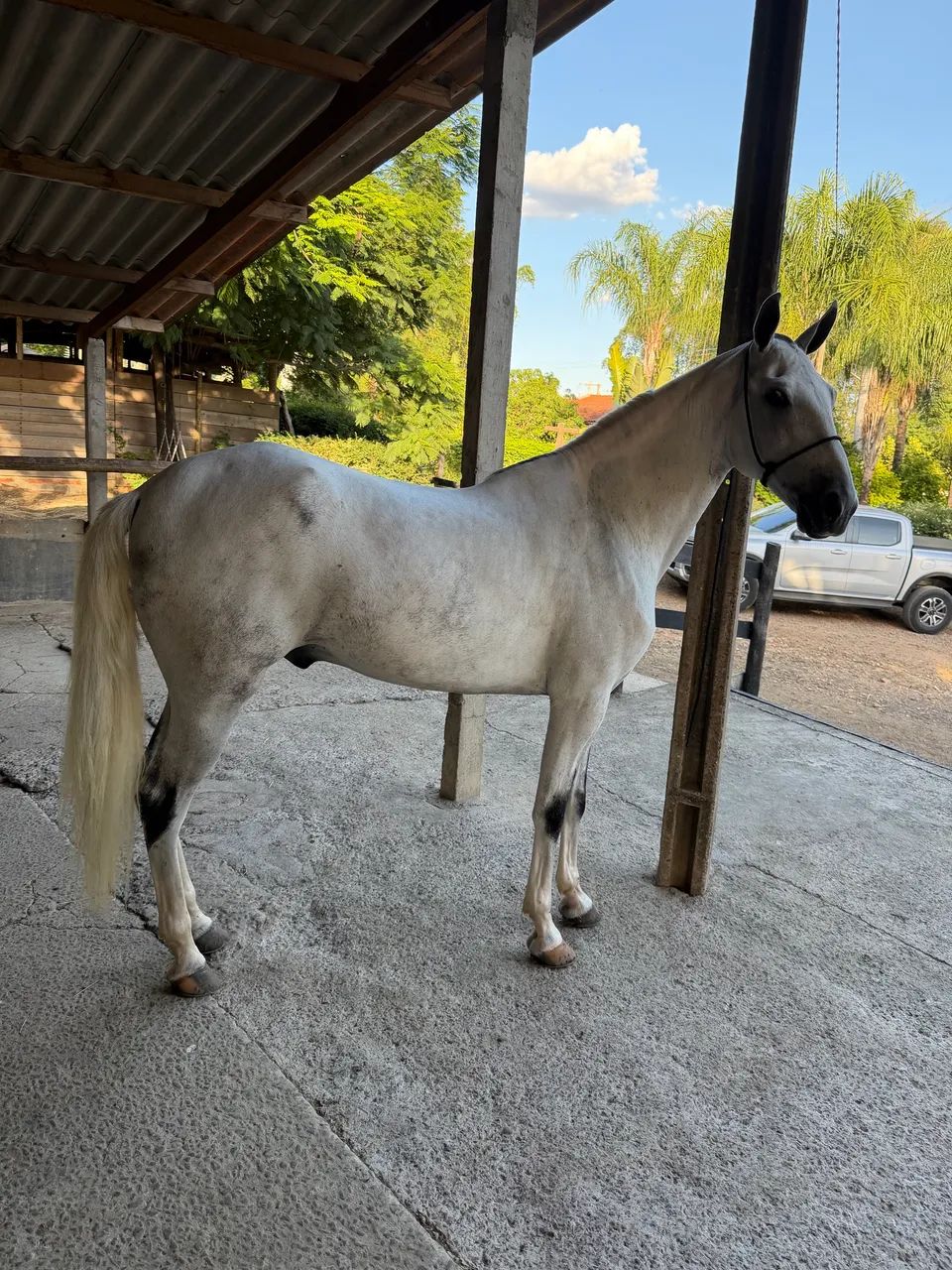 Cavalo mangalarga  - Foto 2