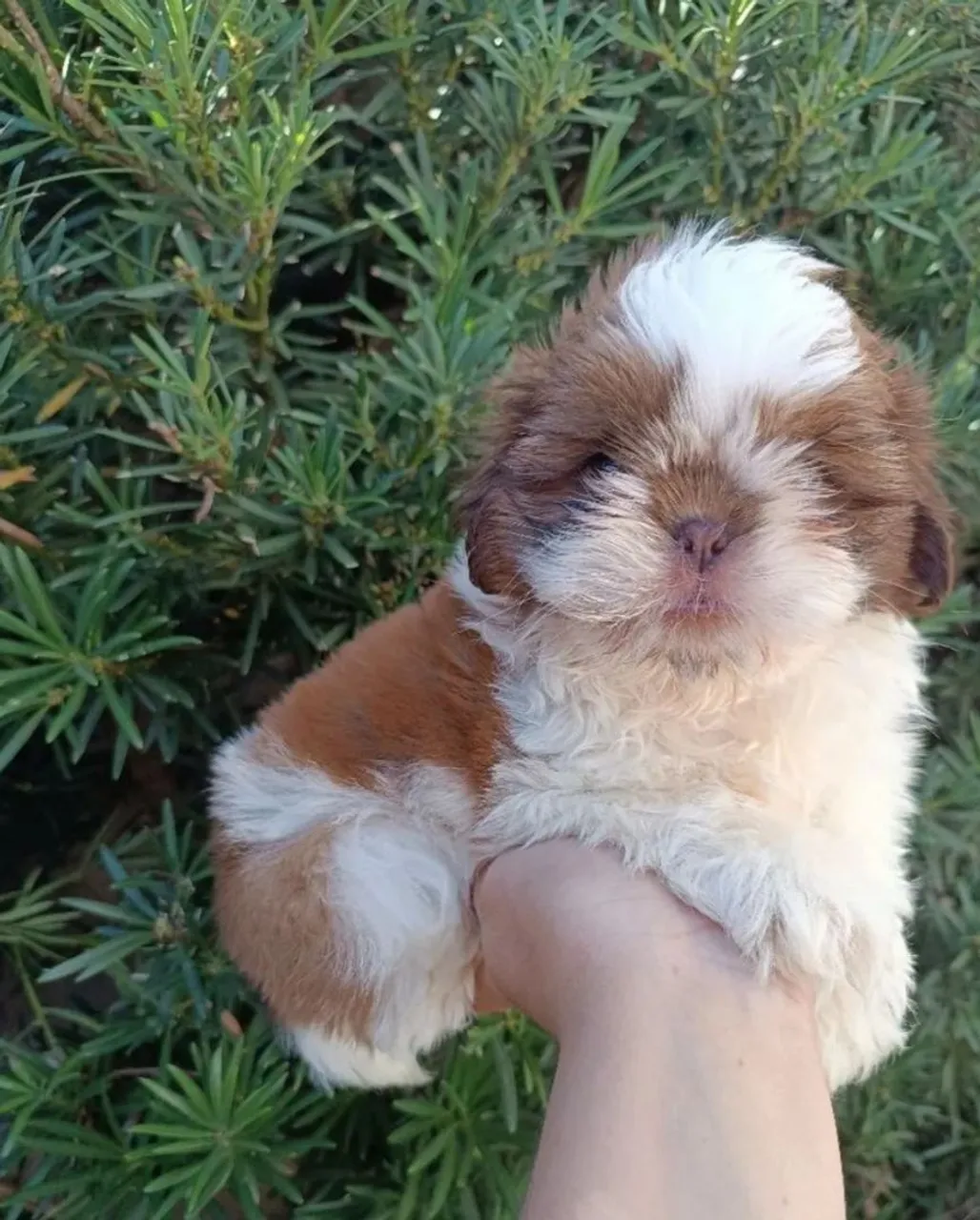 Shih tzu