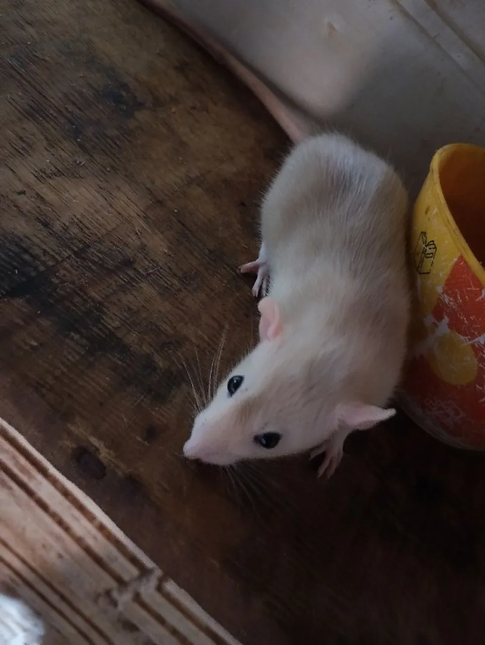 Rato Twister femia