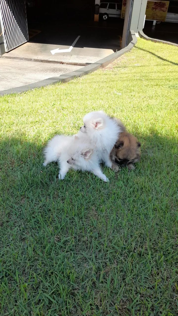 Filhotes de Spitz Alemão disponíveis! - Foto 3