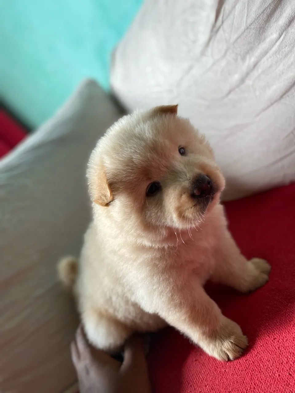 Filhote Chow-Chow - Foto 2