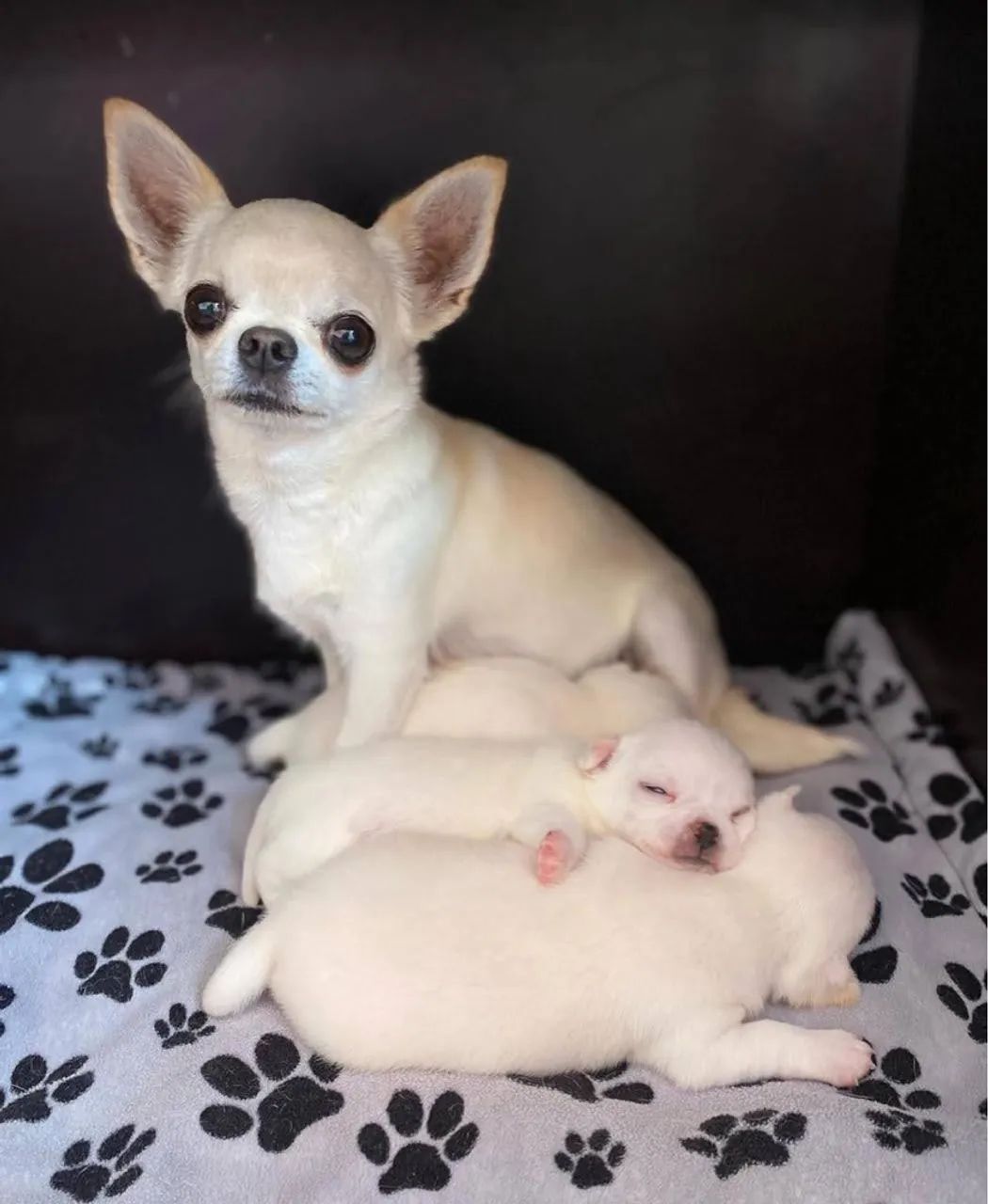 Chihuahua micro Pelo longo e pelo curto  pronta entrega 
