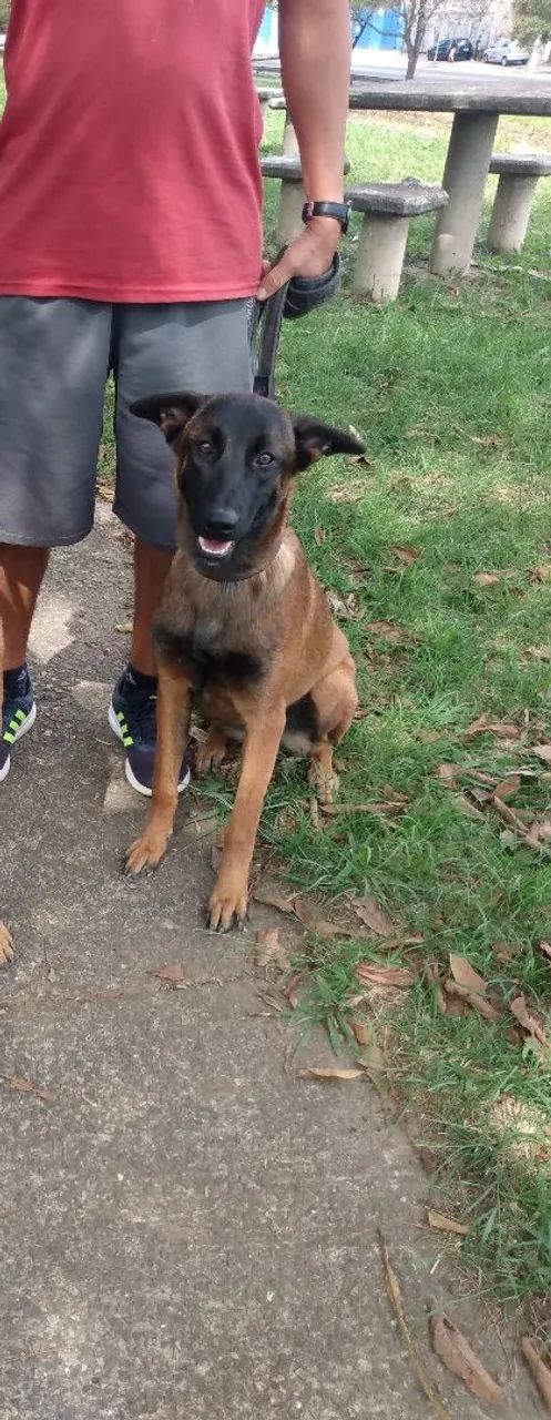 Dois filhotes de Pastor belga malinois  - Foto 2