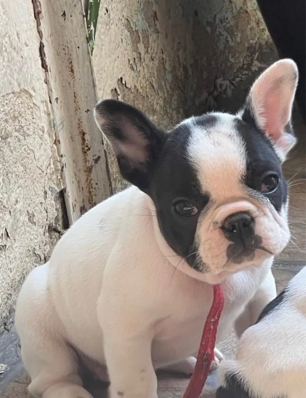 Bulldog Francês Amor garantido e saúde em dia!