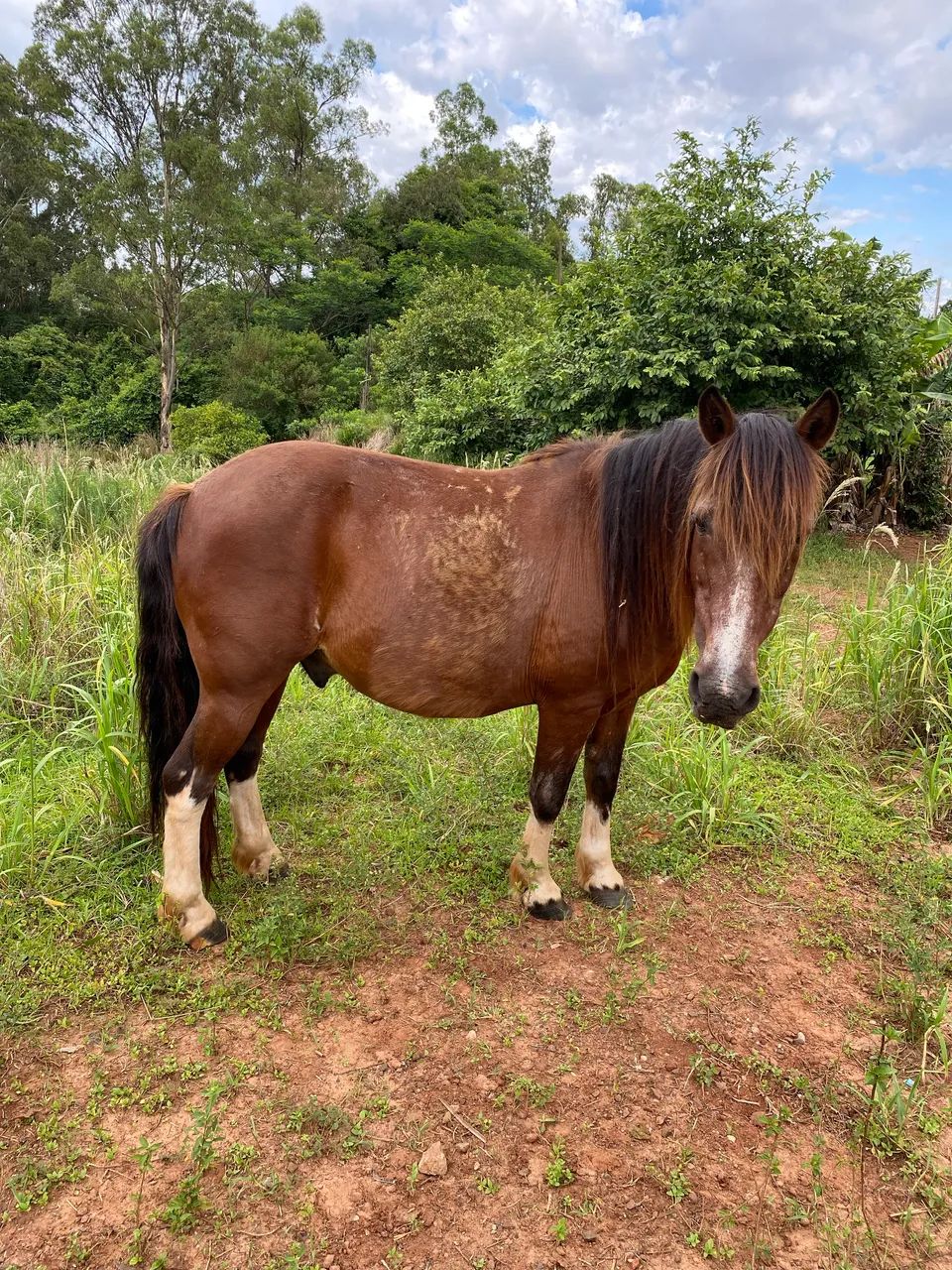 Vendo petiço manso para criança 