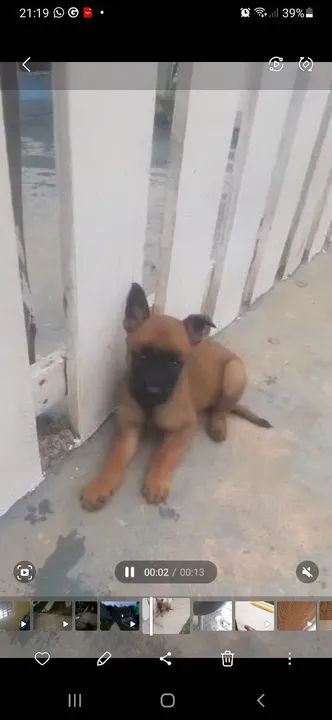 Filhote disponível pra venda PASTOR BELGA  MALINOA 