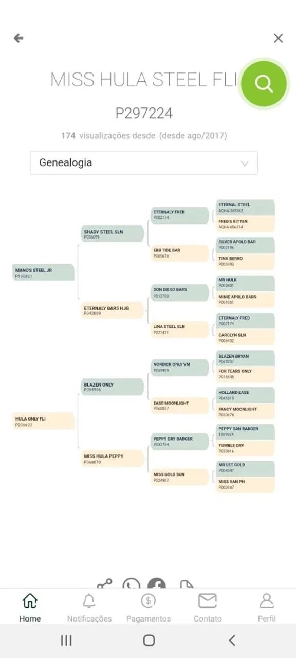  Égua Quarto de Milha 