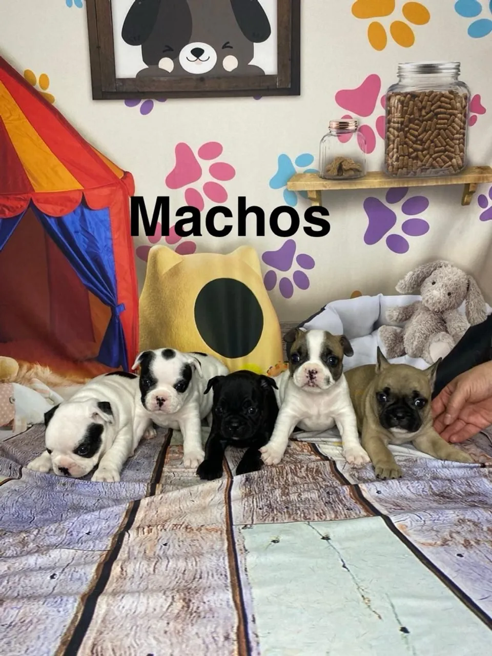 Filhotes de Bulldog Francês