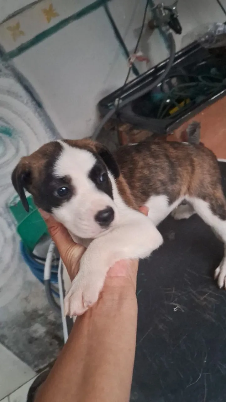 Cães RSD para doação