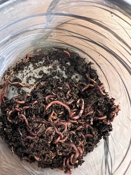 Minhocas vermelhas e africanas - Foto 5