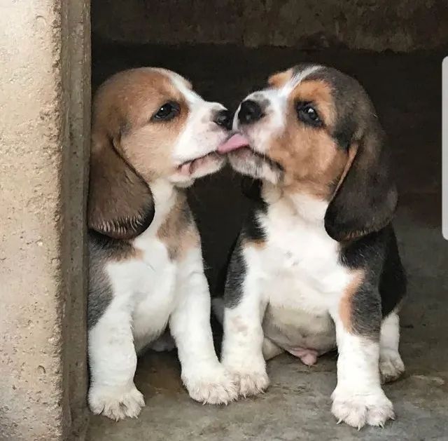 Beagle mini, a pronta entrega, com garantia de saúde