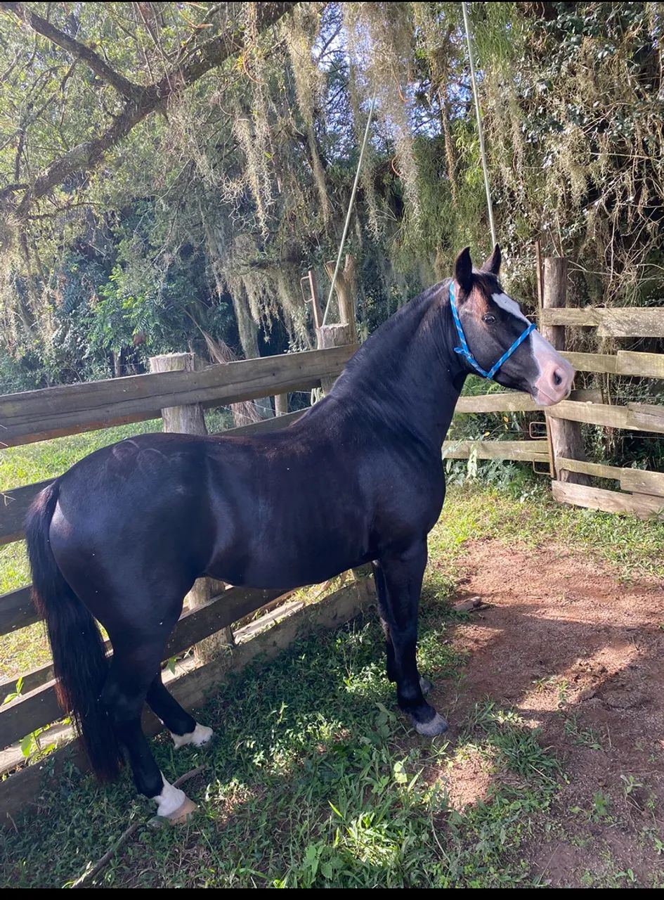 Cavalo picaço 5 anos  - Foto 2