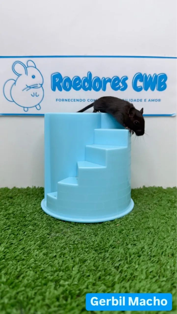 Gerbil/Esquilo da Mongólia (Roedores CWB)  - Foto 2