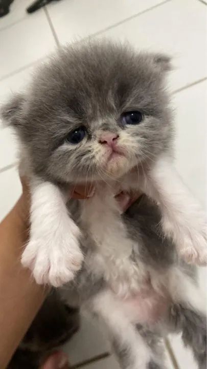 Gatinhos Persa Premium  - Foto 3