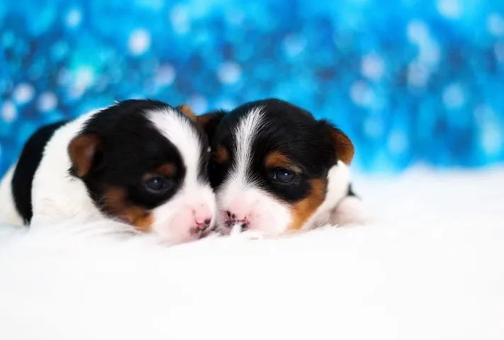 Biewer Terrier Fêmea Tricolor Esperando um Tutor Amoroso