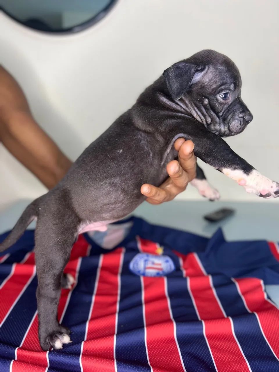 Filhotes American Staffoshire Terrier Pit Monster  - Foto 5
