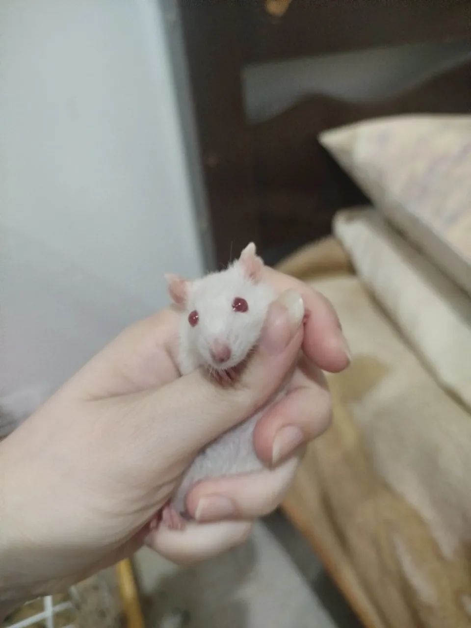 Filhote de rato Twister 