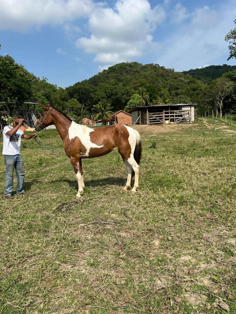 Potra mangalarga  - Foto 4