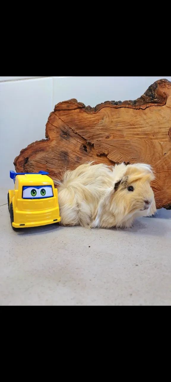 Casal porquinho peruano - Foto 5