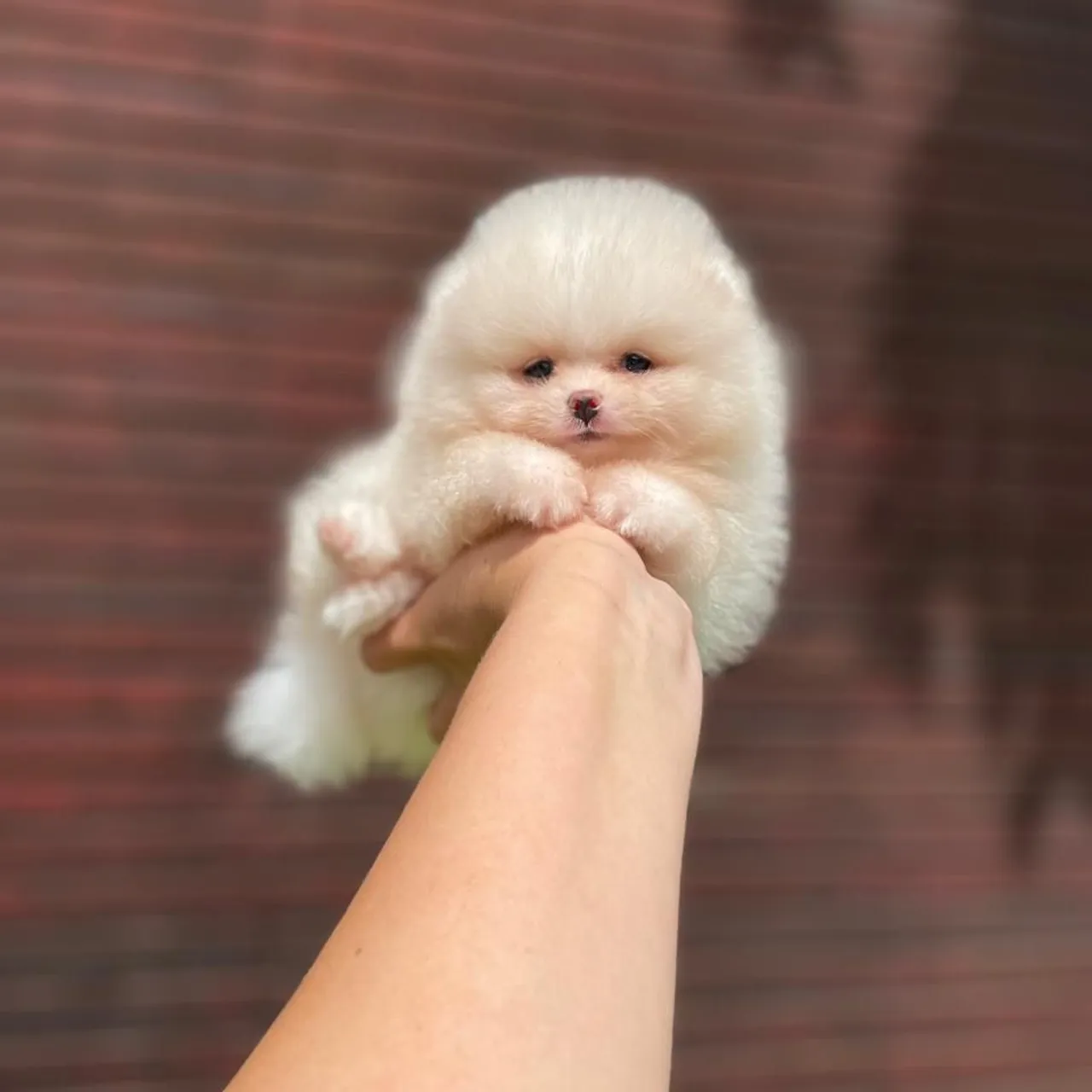Ursinhos Carinhosos Lulu da Pomerânia