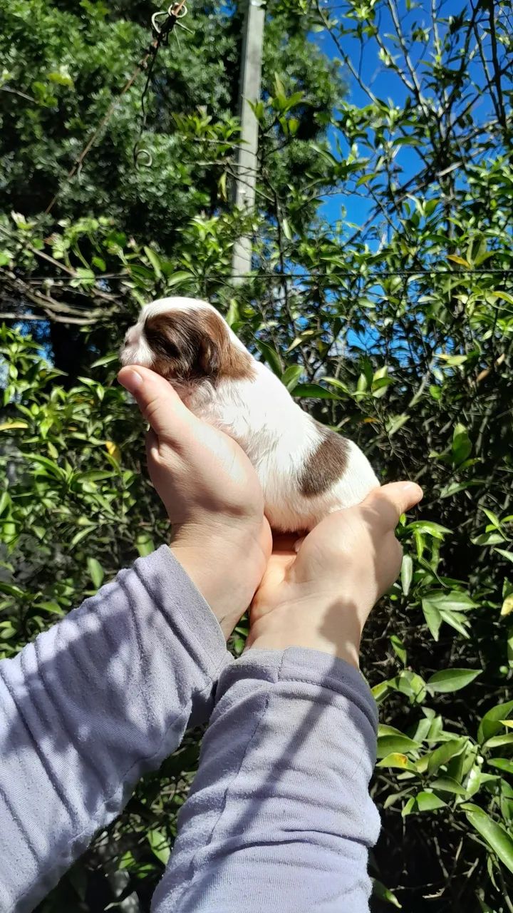 Shihtzu  - Foto 4
