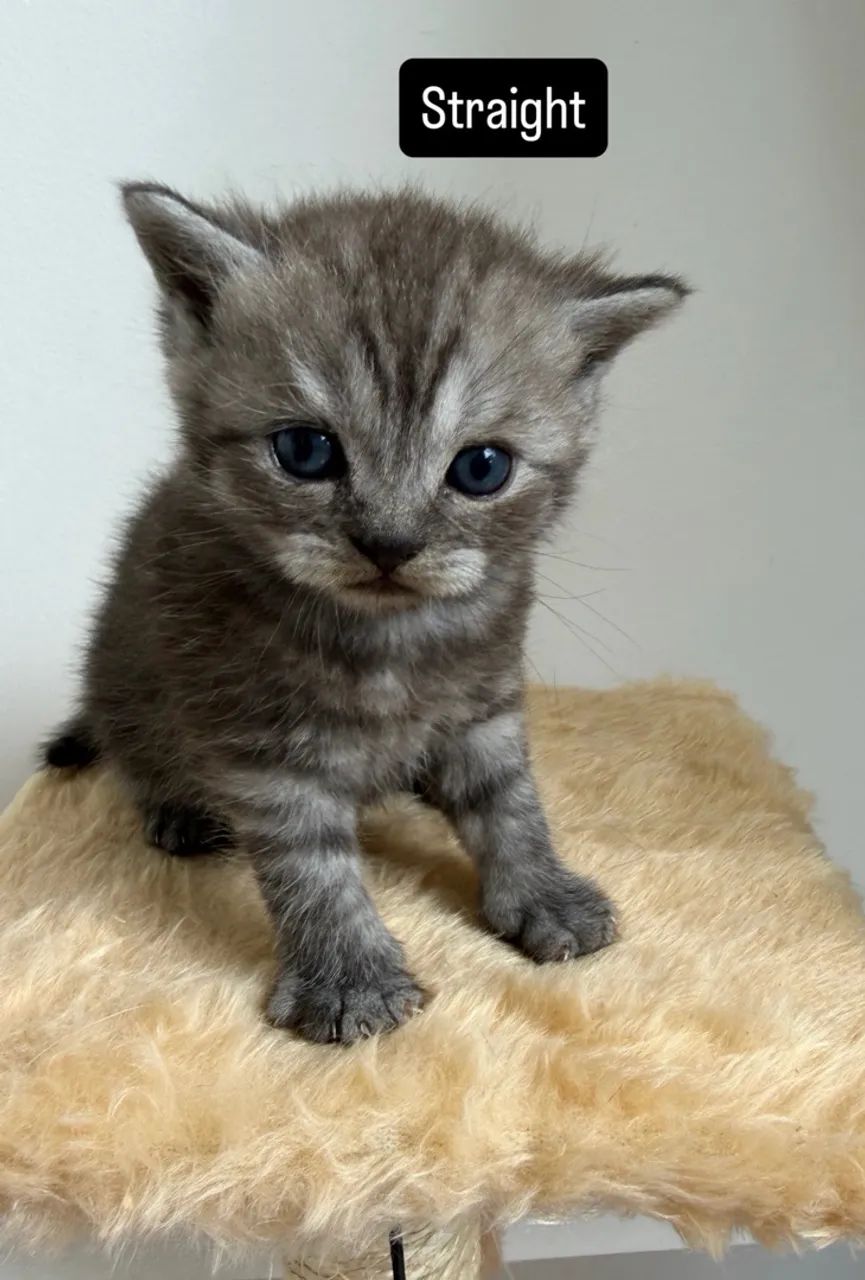 Gatos Scotish Fold e Straight - Foto 4