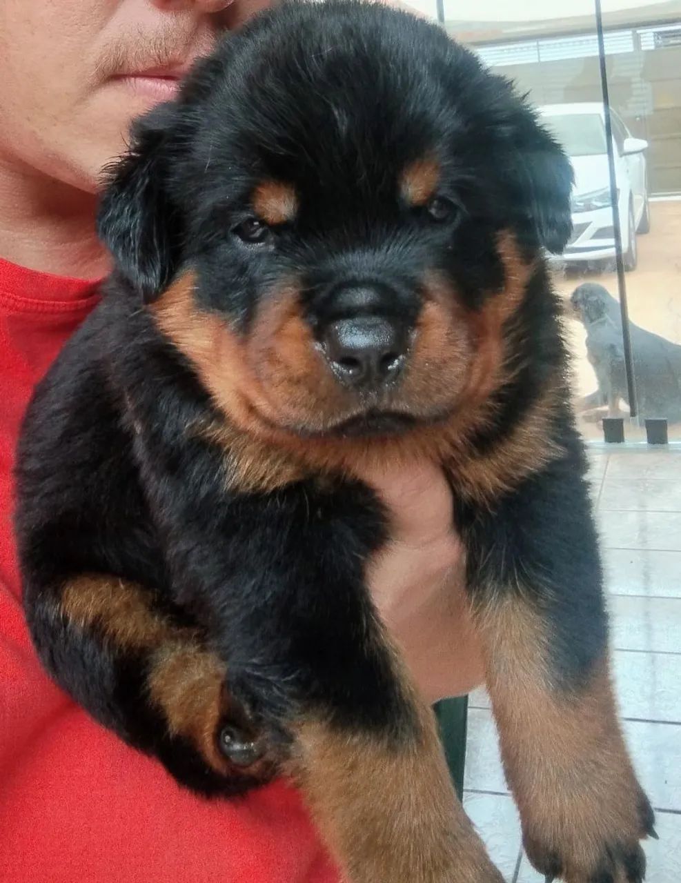   Rottweiler legítimo  - Foto 3