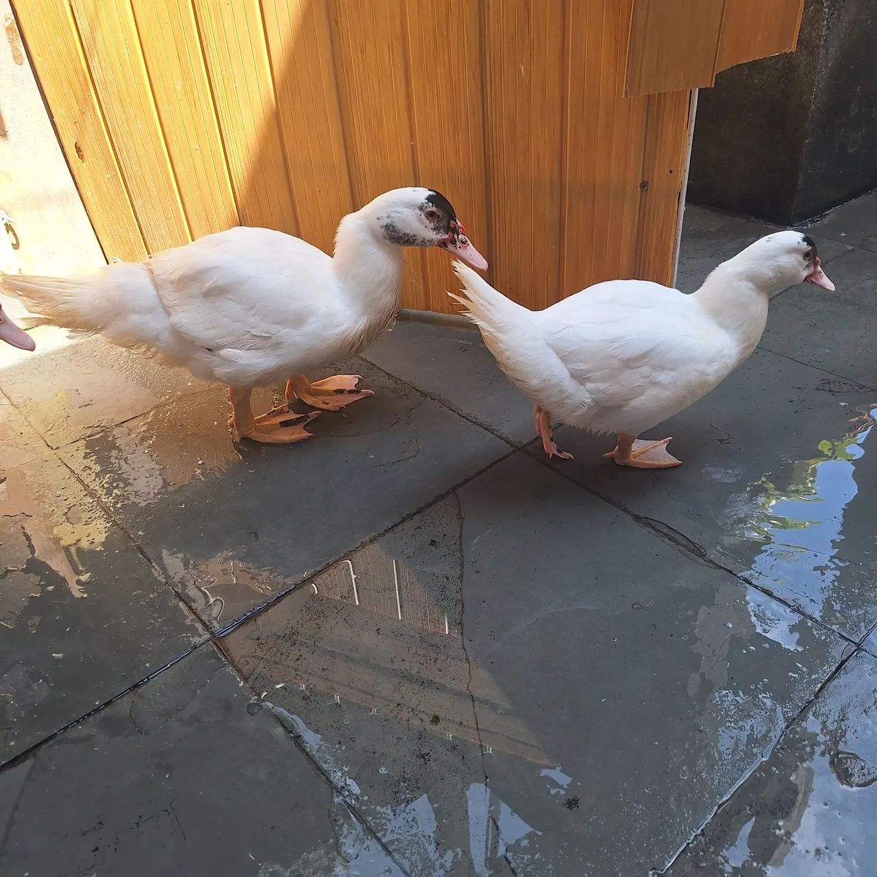 Patos - Foto 2