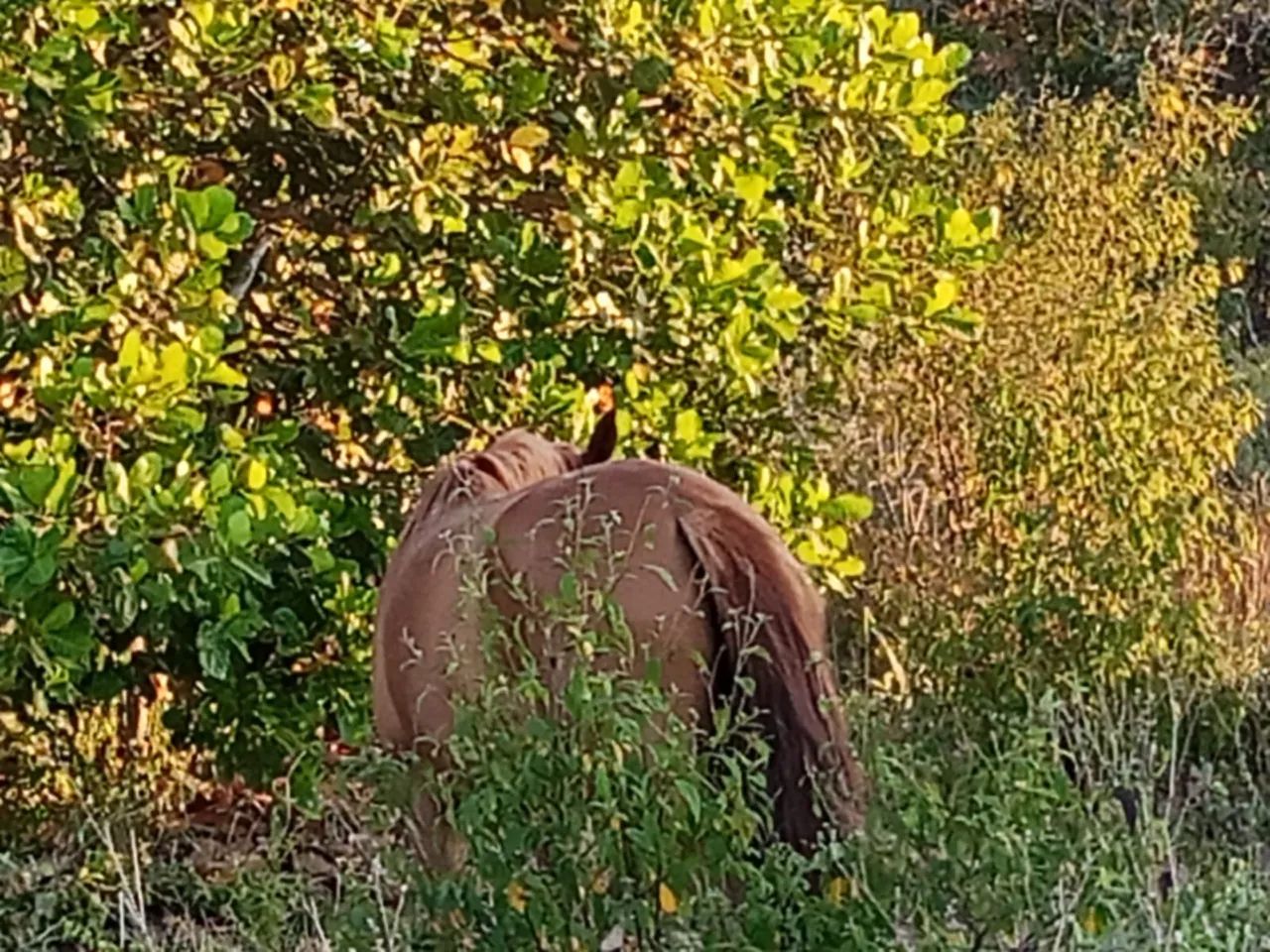 Vende-se égua  linda Castanha - Ótima Oportunidade - Foto 6