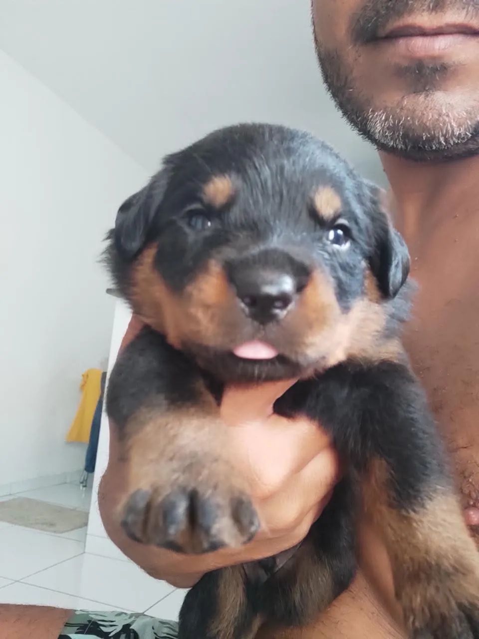 Cachorro rotwale  - Foto 3