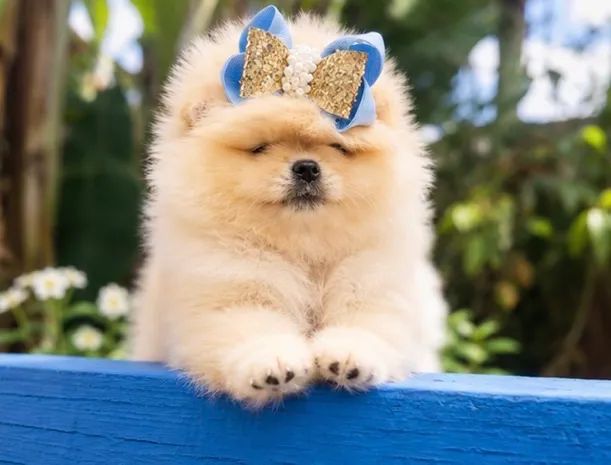 Lulu da pomerania  - Foto 5