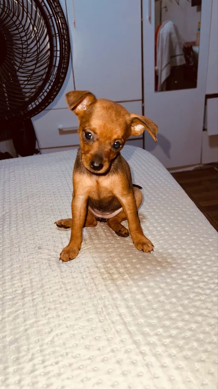 Venda de cachorro  - Foto 5