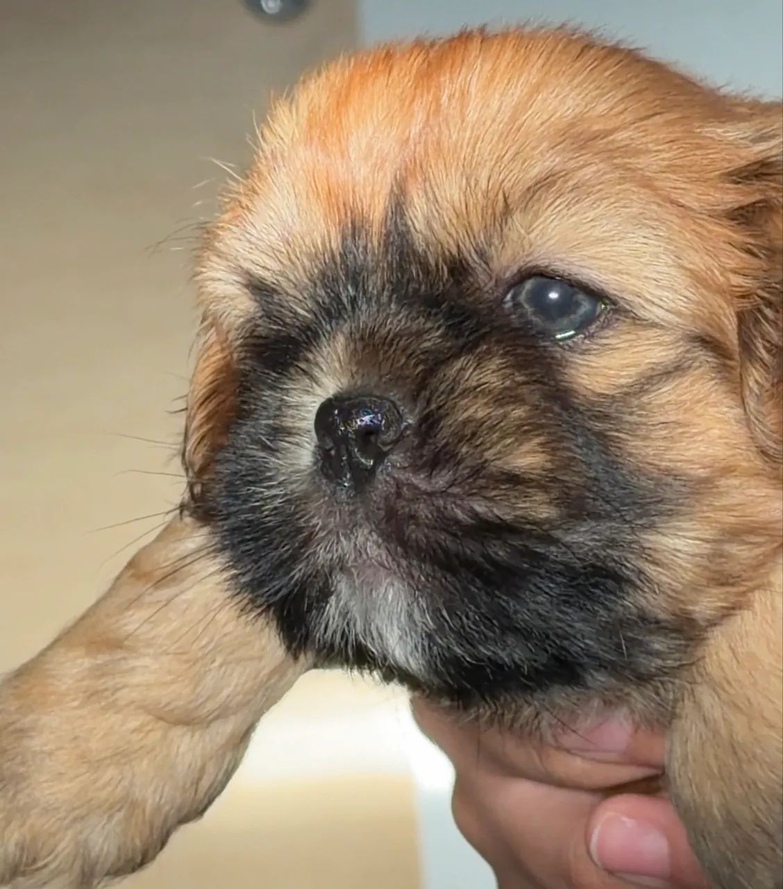 Cachorro  - Foto 4