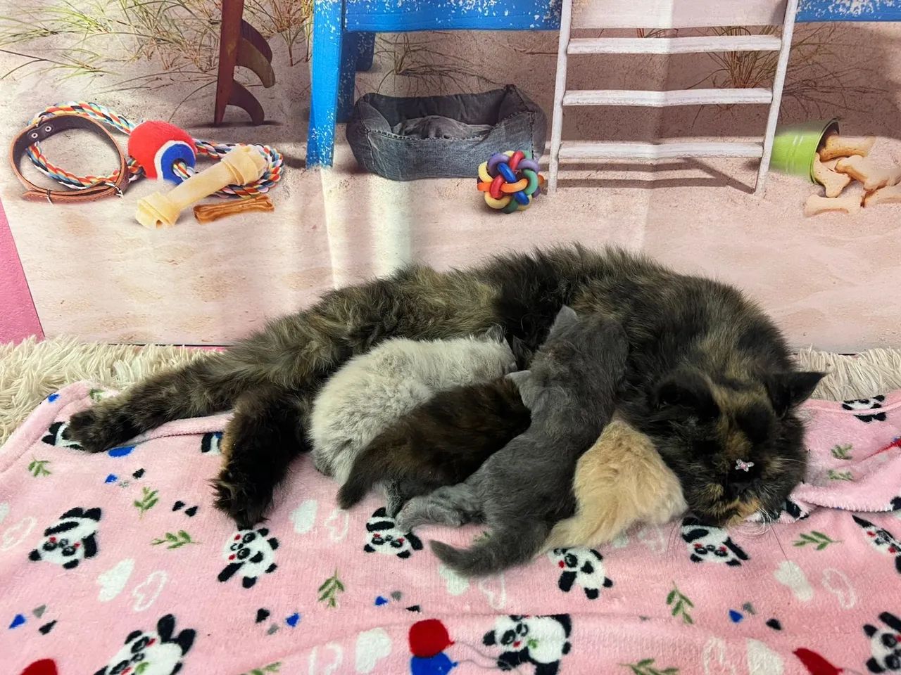 Filhotes de gatos persas