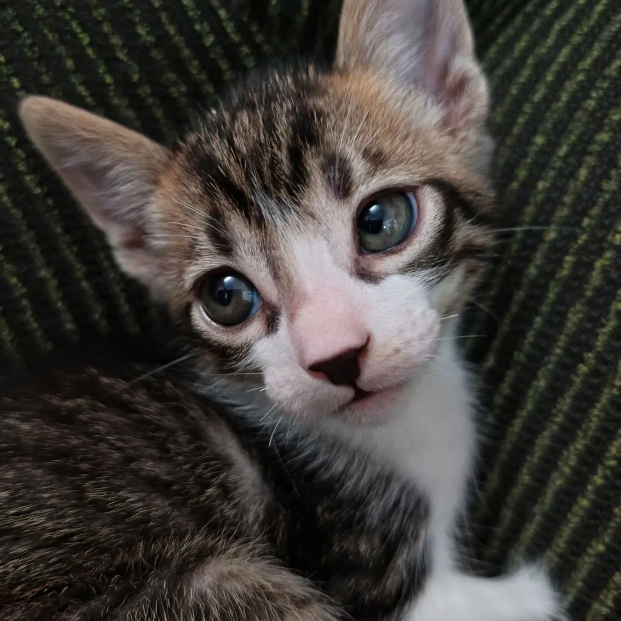 Doação de gatinhos - Foto 4