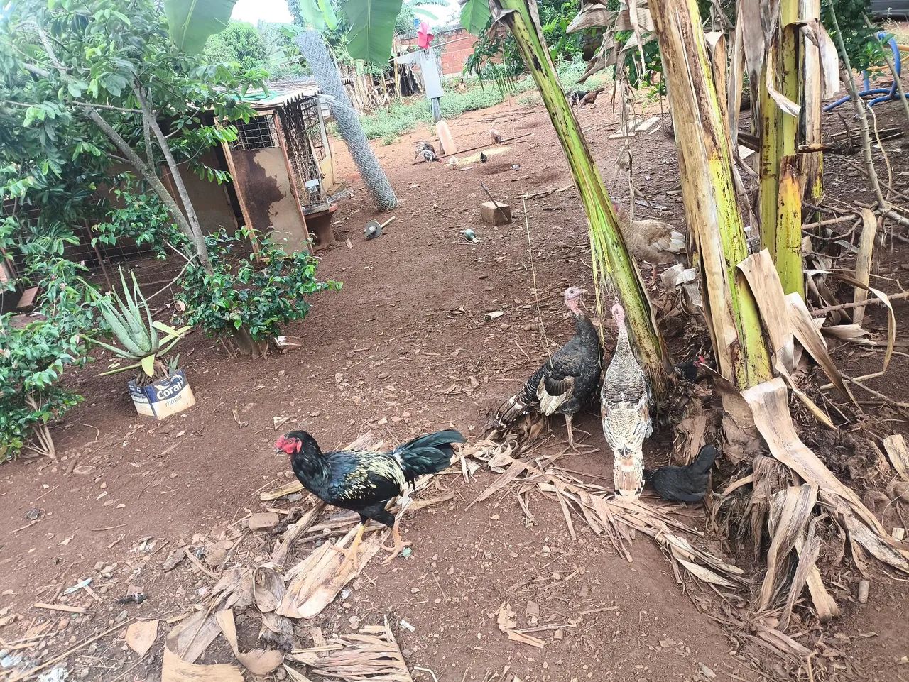 Galinhas, frangos, perus e Pintos médio e novos  - Foto 6