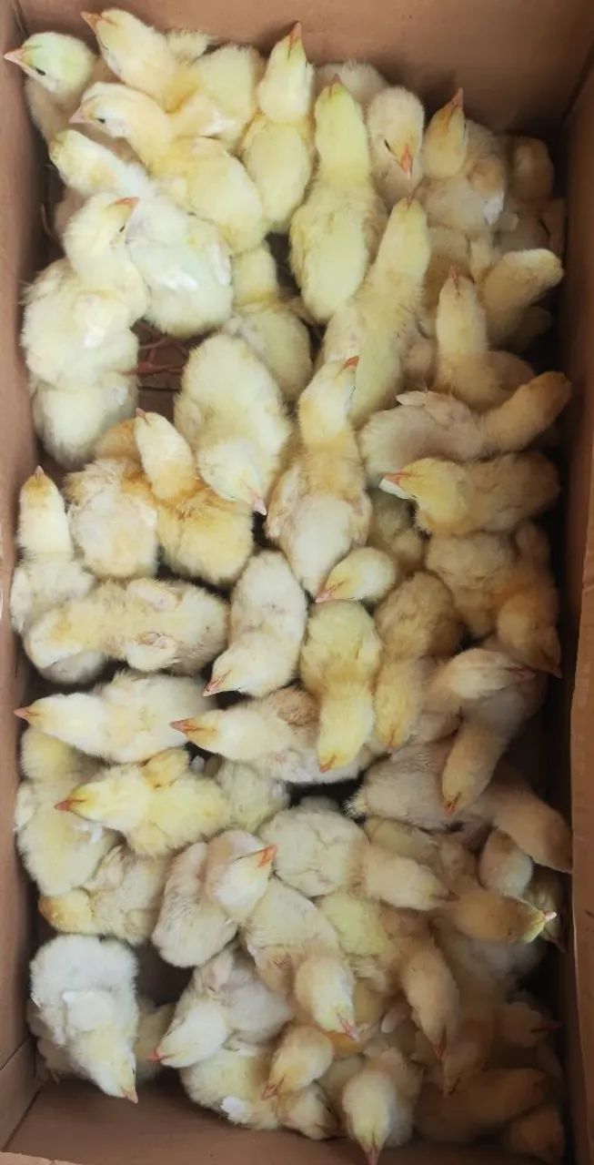 Pintos de granja já vacinados 300$ a caixa 