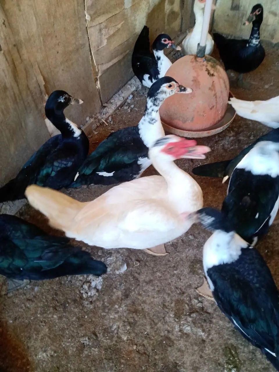 Patos  - Foto 3