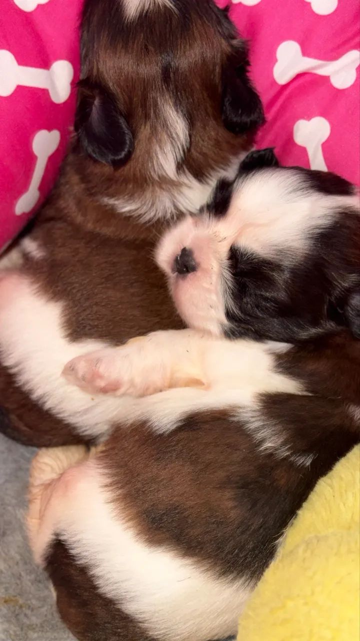 Shih-tzu 