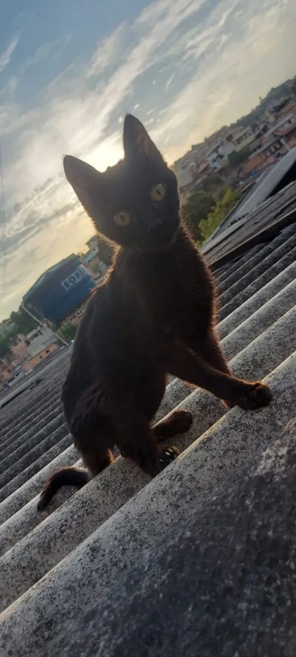 Gata para adoção  - Foto 3